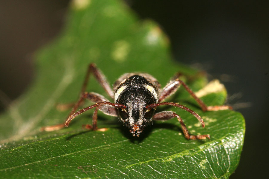 Xylotrechus arvicola  (Cerambycidae Cerambicinae Clytini)